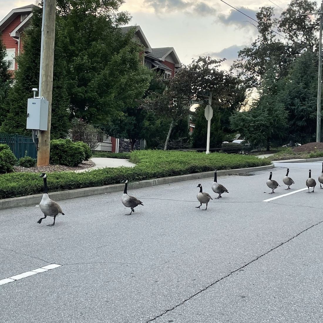 why did the geese cross the road?